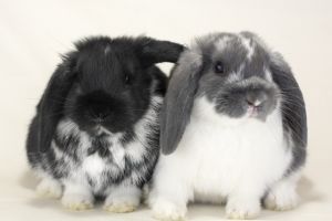 . Clooney & Mittens .