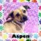 . Aspen .