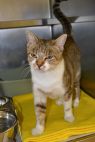 tabitha 4-28