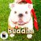 . Buddha .