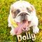 . Dolly .