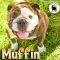 . Muffin .