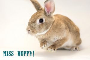. Miss Hoppy! .
