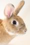 . Miss Hoppy! .
