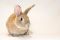 . Miss Hoppy! .
