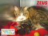 Zeus
