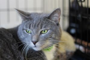 . Mr. Catnip .