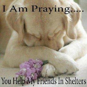 . Foster Homes Needed Now! .
