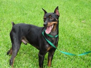 . Baron Von MinPin .