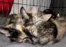 Fosters Needed