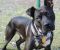 . --Champ (Urgent) .