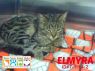 Elmyra
