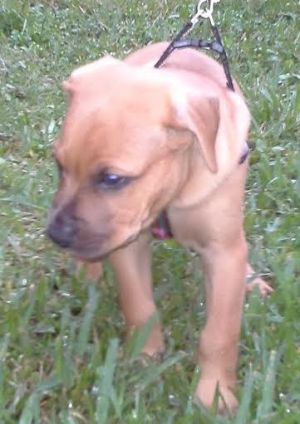 . Bruno .