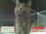 Sylvia