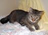 Jingles