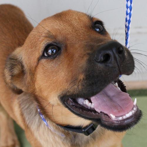 black cur golden retriever mix labrador retriever black lab puppy medium baby in east breeds picture black cur golden retriever mix labrador retriever black lab puppy medium baby in east breeds picture