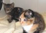 Tiny and Cali