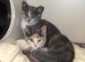 Tabby and Abby