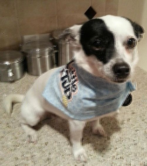 . **Buddy** - COURTESY POST .
