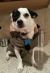 . **Buddy** - COURTESY POST .