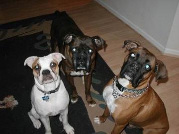 . FOSTER A BOXER! .