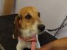 Phoebi HOLD FOR RESCUE