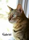 . Gabriel and Castiel - bonded brothers .