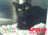 Apollo