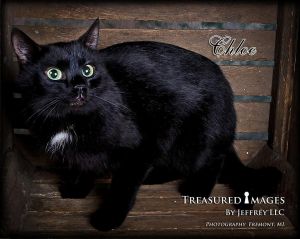 . Chloe .