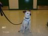 Dottie