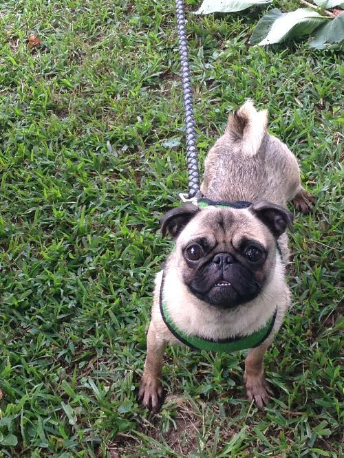 . Pugsly .
