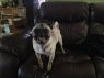. Pugsly .