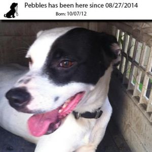 . Pebbles .