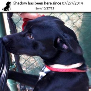 . Shadow .