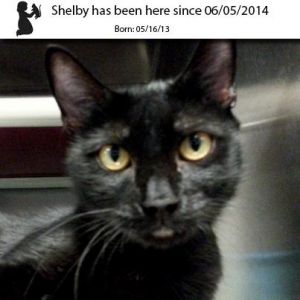 . Shelby .