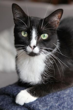 . Scarlett O'Hara: Sweet & Petite Tux Girl! .