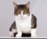 CHAUCER