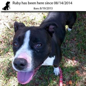 . Ruby .