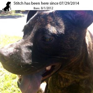 . Stitch .