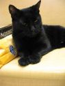 . Mitzi - fostercare .