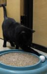 . Mitzi - fostercare .