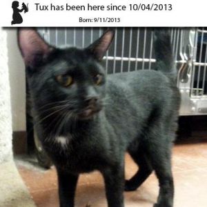 . Tux .