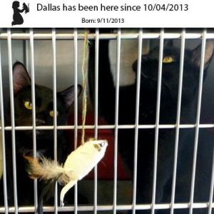 . Dallas .