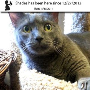 . Shades .