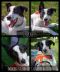 . Checkers .