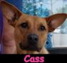 CASS