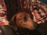 Butchie