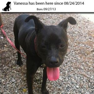 . Vanessa .