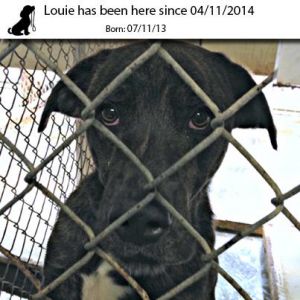 . Louie .