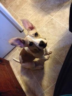 . Gizmo .